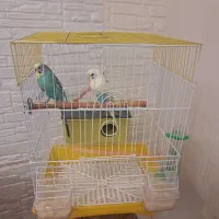یک جفت مرغ عشق
