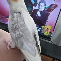 آماده  سخنگو