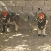 میش قوچ. بره ترکی|حیوانات مزرعه|کوهرنگ, |دیوار