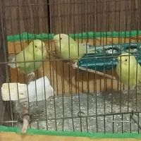 فروش سه عدد مرغ عشق دوماهه