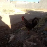مرغ وخروس محلی اصل