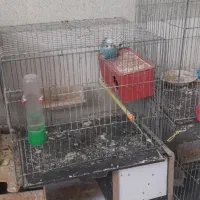 عروس هلندی و مرغ عشق و کوتله|پرنده|فسا, |دیوار