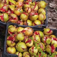 فروش انار ترش سالم وشکسته