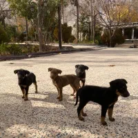 توله سگ دوبرمن|سگ|شیراز, شهرک گلستان شمالی|دیوار