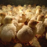 جوجه بوقلمون بوربون و برنز از 3روزه تا45روز چناران|حیوانات مزرعه|مشهد, توس|دیوار
