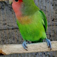 کوتوله برزیلی. نر