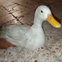 فروش اردک و غاز