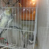 عروس هلندی|پرنده|گلبهار, شهر جدید گلبهار|دیوار