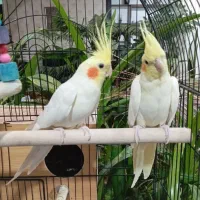 عروس هلندی لوتینو