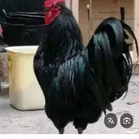 مرغ و خروس سیاه مشکلی جهت قربانی رفع بلا چشم نظر