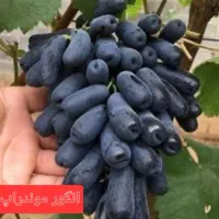 پیوند تخصصی انگور و پسته، فروش انواع نهال