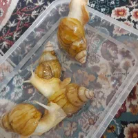 حلزون|خزنده|کاشان, ولیعصر|دیوار