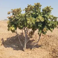 باغ انجیر منطقه خرامه بر جاده اصلی|فروش زمین و ملک کلنگی|خرامه, |دیوار