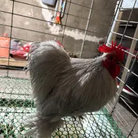 خروس کوشین لاوندر