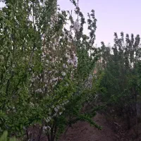 500متر-ویلا-در-قلعه-سفید