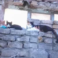 واگذاری گربه