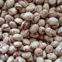 لوبیا چیتی امسالی