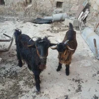 بز با بیگ داشتی در لالی