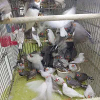 مرغ عشق فنج