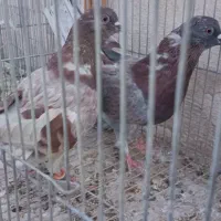 نرو ماده سرخ