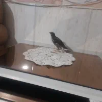 جوجه مینا