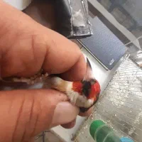 سهره نر بستان اباد تک بخون سفت