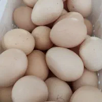 تخم دورگه گردن لخت