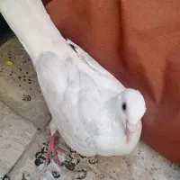 کفتر المانی