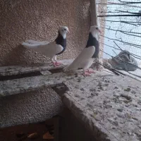 کبوتر طوقی