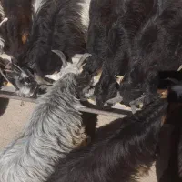 بیگ نر