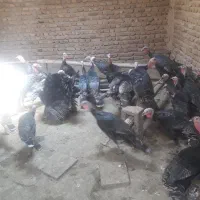 بوقلمون محلی