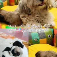 حیوان خانگی