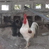 دو عدد خروس به فروش میرسد