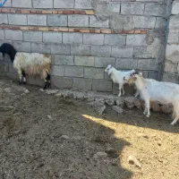 دوعددبزجوان