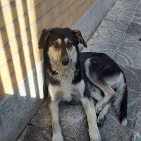 واگذاری سگ خانگی باهوش و مهربان