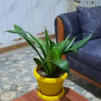 گل طبیعی سانسوریا پایه بلند و کوتاه|گل و گیاه طبیعی|روانسر, |دیوار