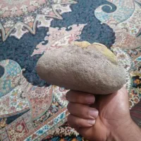 سنگ فسیلی|کلکسیون اشیاء عتیقه|گرگان, |دیوار