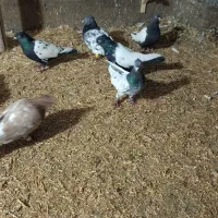 کبوتر|پرنده|مشهد, میان ولایت|دیوار