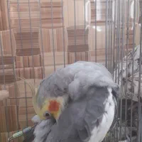 یک جفت عروس هلندی نر وماده|پرنده|سامان, |دیوار