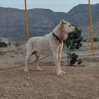سگ الابای نراصل
