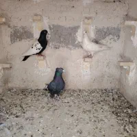 کفتر نر دونه ای 120 مفت گزاشتم