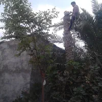 قطع و برش نخل درسراسر استان