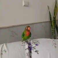 یک عدد طوطی برزیلی نر باهوش ودستی اصلا گاز نمیگره