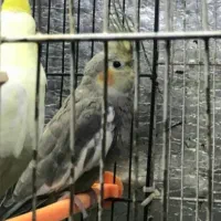 فروش فوری جوجه عروس هلندی
