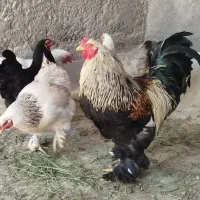 فروش تخم نطفه‌دار نژاد برهما