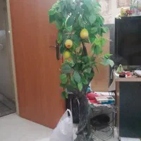 درختچه گلابی