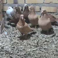 کفتر|پرنده|تایباد, |دیوار