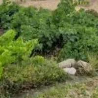 3000متر-باغچه-دارای-چاه-آب