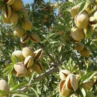 فروش انواع بادام سنگی و کاغذی دیرگل