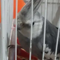 عروس هلندی مولد